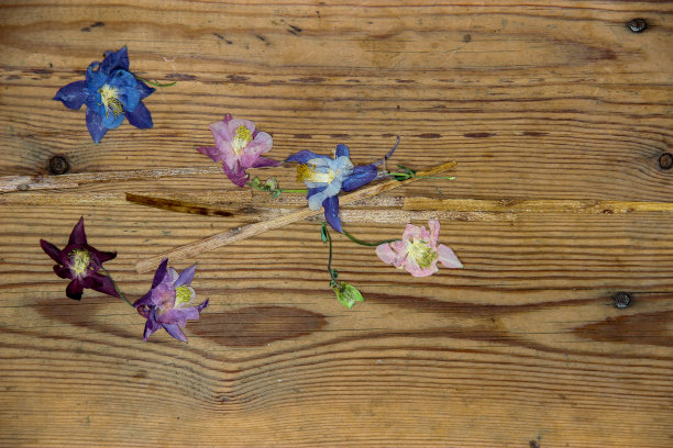 深色木质表面上的干枯的花朵图片下载