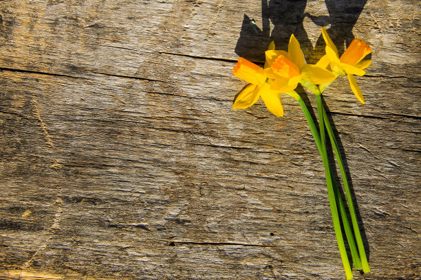 黄色的水仙花在木制的背景上图片下载