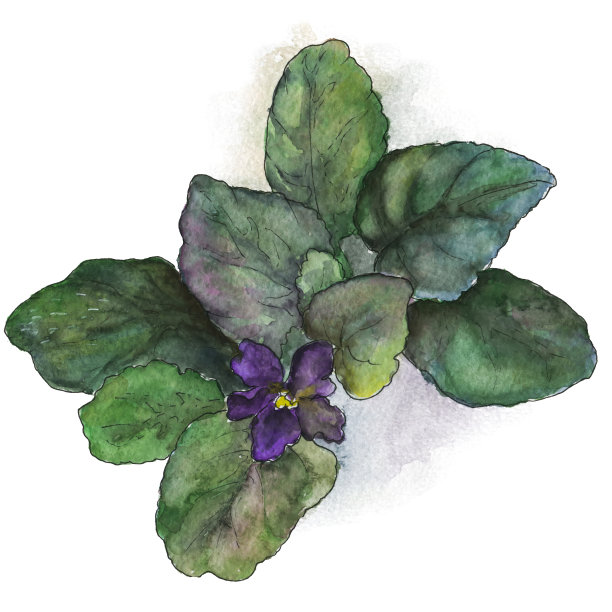 紫罗兰图片下载