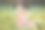 美丽的照片，金发可爱的女士妇女母亲妈妈穿着粉红色的通风连衣裙和女儿，女儿，婴儿在雏菊洋甘菊草地上互相拥抱，马在背景。图片下载