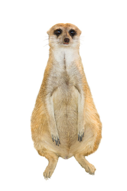 胆小的猫鼬图片下载