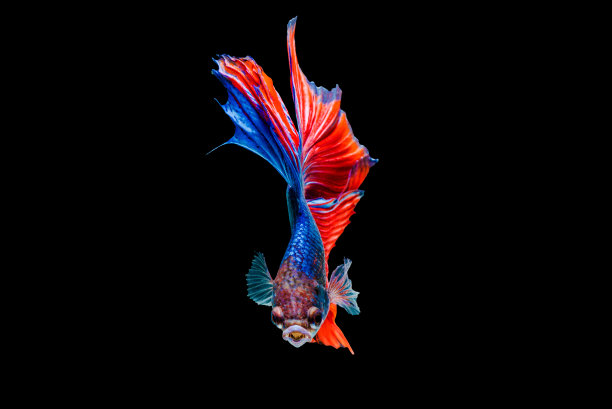 斗鱼，斗鱼孤立的背景。图片下载