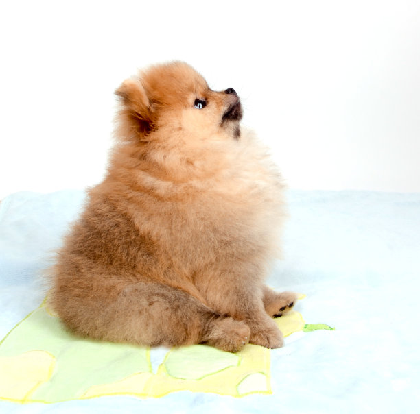 狗侧身坐着。毛茸茸的小狗猎犬。图片下载