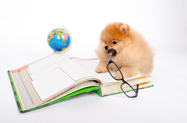 可爱的小狗啃着躺在书上的眼镜图片下载