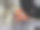 红加拉帕戈斯蟹黑色的背在puerta ayora图片下载