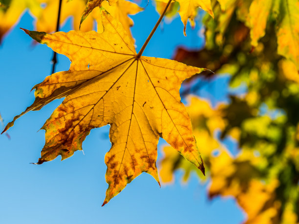 秋叶在秋天的颜色图片下载