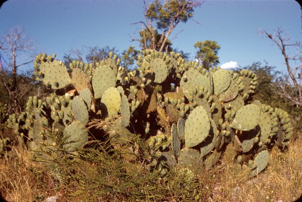 仙人掌图片下载