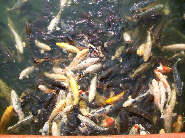 日本有很多鲤鱼的池塘图片下载