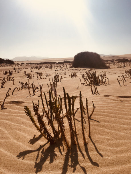 沙丘的Corralejo图片下载