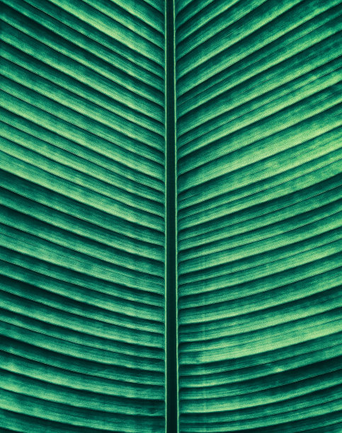 热带叶片纹理背景图片下载