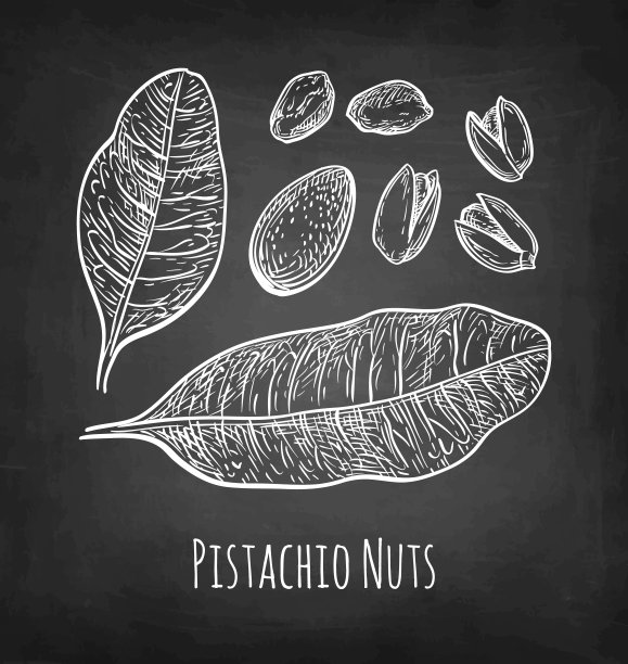 开心果的粉笔素描图片下载