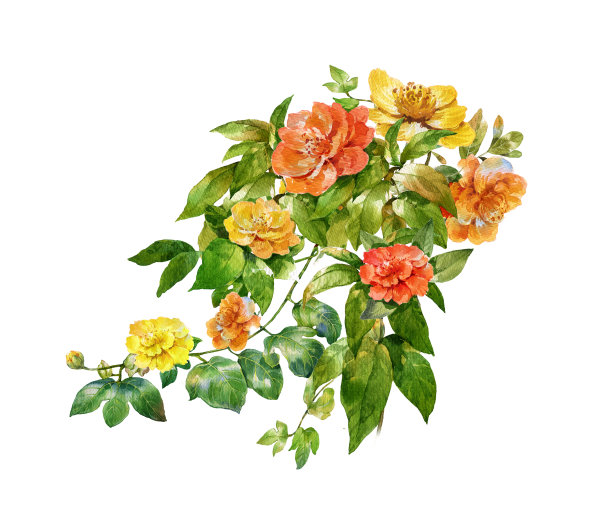 水彩画的叶子和花，在白色的背景图片下载