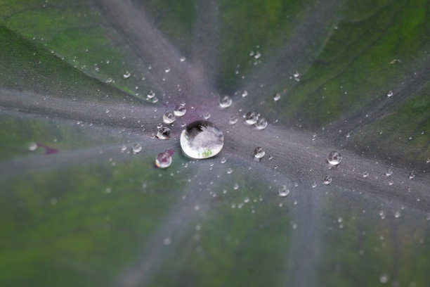 水的叶子。图片下载