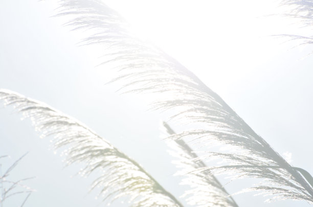 里德在阳光下图片下载