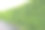绿色的树叶墙在公园里。图片下载