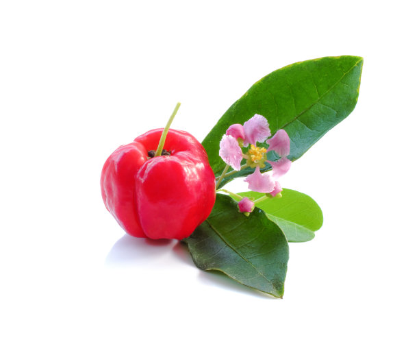 针叶果近距离的背景图片下载