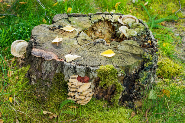在绿色的草地上长满了长满气孔的老腐烂的树桩图片下载