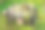 在绿色的草地上长满了长满气孔的老腐烂的树桩图片下载