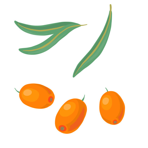 向量沙棘图片下载