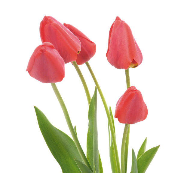 红色郁金香。图片下载