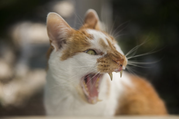 在印第安纳州，一只猫坐在后院台阶上，透过窗户看到它打哈欠图片下载