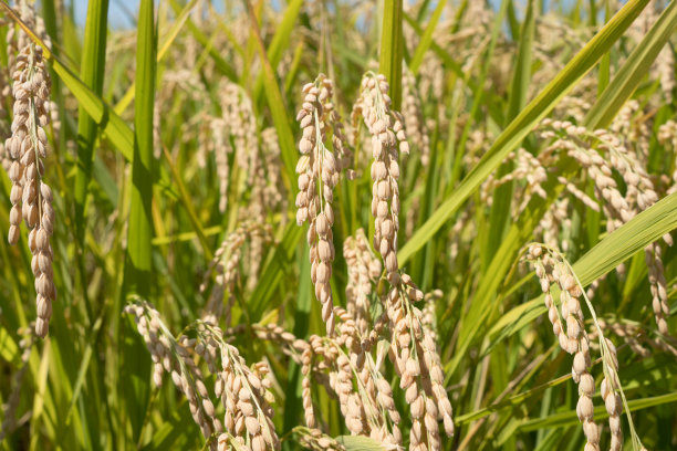 耳朵的大米图片下载