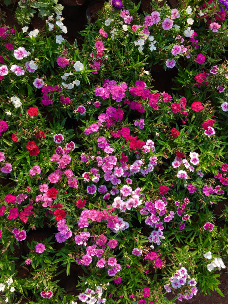 背景图案的彩色湿和鲜花图片下载