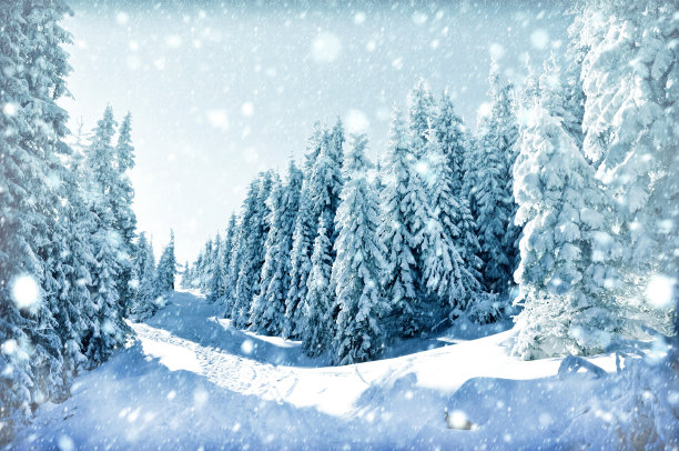 冬季圣诞卡片。冷杉和雪花图片下载