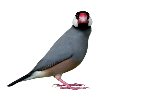 爪哇麻雀(Lonchura oryzivora)美丽的灰色鸟，黑色的头，粉红色的嘴和白色的脸颊完全站立和直脸孤立在白色的背景，着迷的动物图片下载