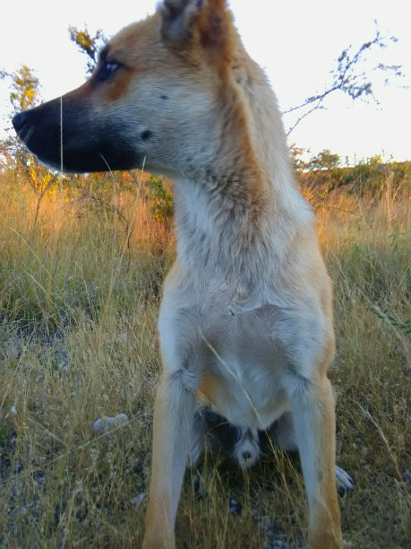 狗坐在干燥的草地上图片下载