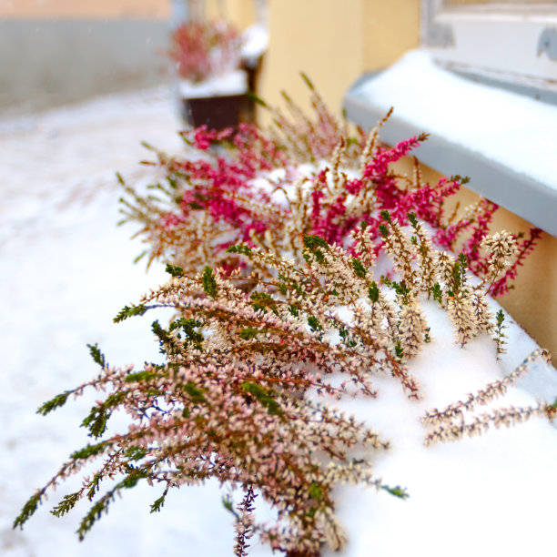雪中的花图片下载