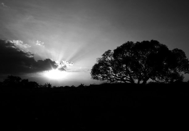 天空衬托着田野上的树木图片下载