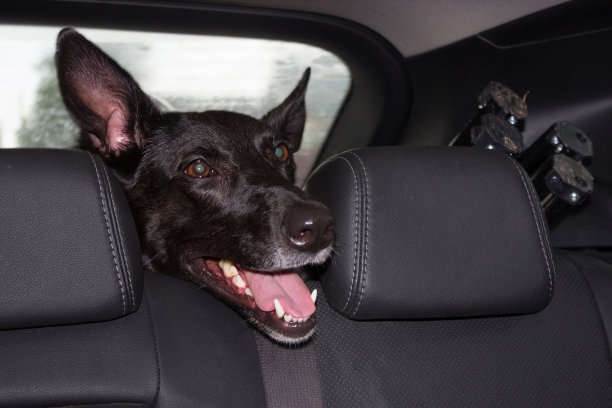 黑狗在车里图片下载