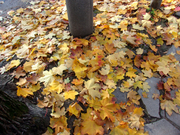 城市落叶图片下载