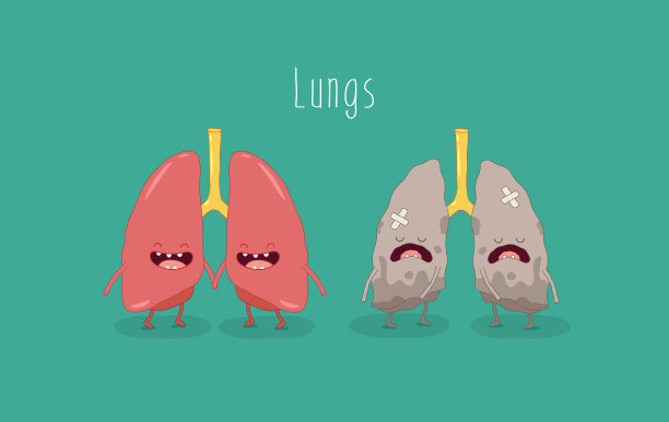 内部器官。矢量插图图片下载