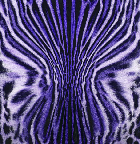 豹猫毛皮大衣图片下载