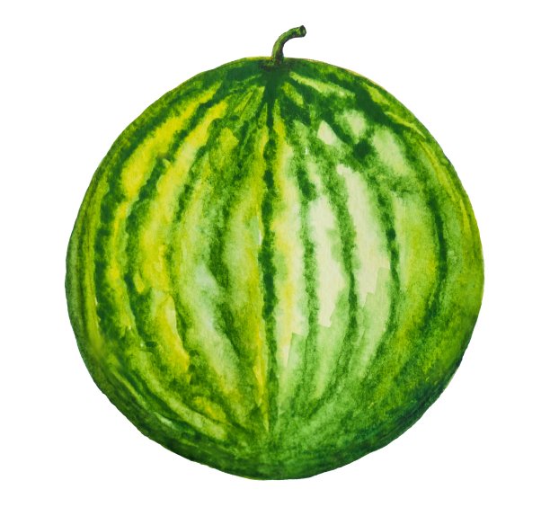 西瓜果实绘画。画水彩。图片下载