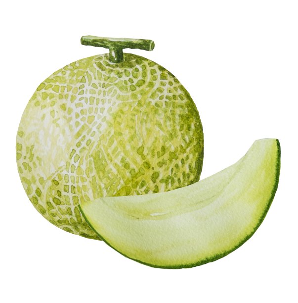 甜瓜果实绘画。画水彩。素材图片