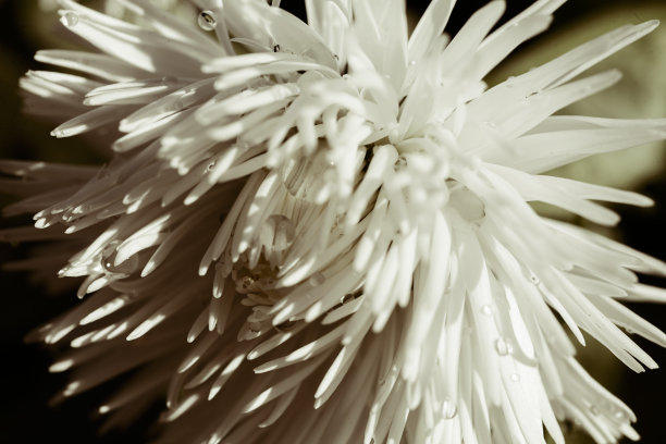 蓬松的白色花图片下载