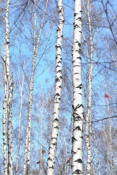 桦木中的桦树树干图片下载