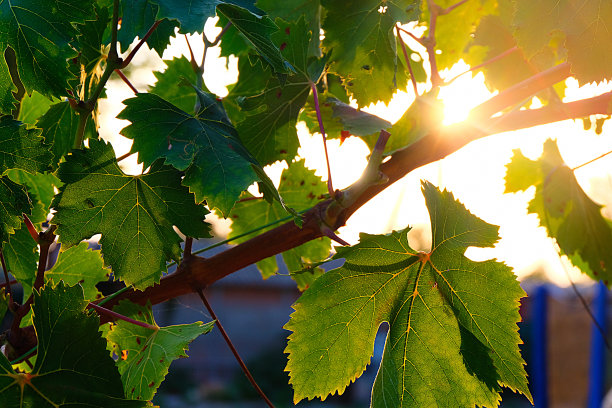 阳光下的树叶图片下载