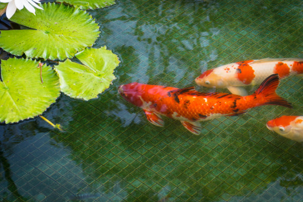 锦鲤在池塘里游泳素材图片
