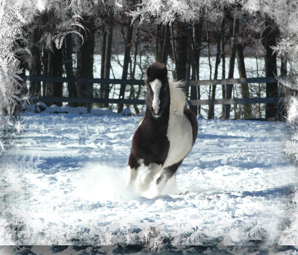 平托小马假日图片下载