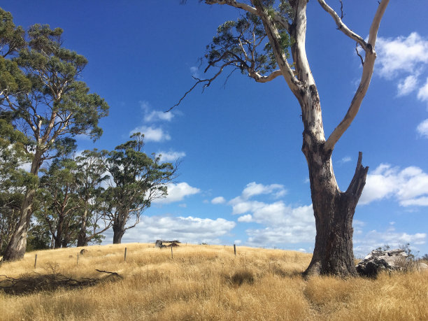 澳大利亚丛林场景图片下载