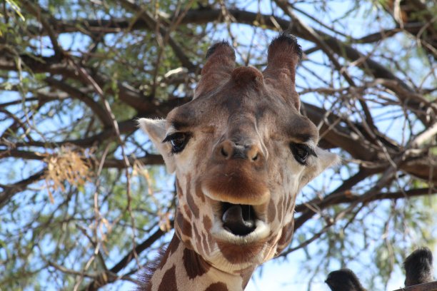 有趣的长颈鹿咀嚼树的背景图片下载