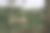 以热带森林为背景，竹绳荡秋千图片下载