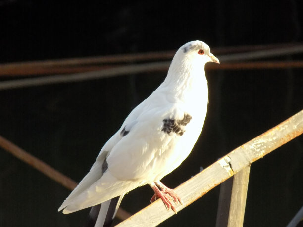 水面上的钓竿上有一只白鸽图片下载