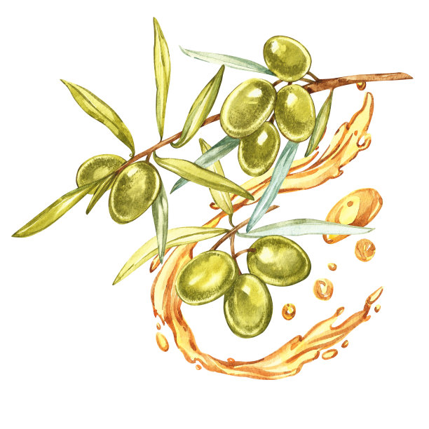 一个成熟的绿橄榄的枝子倒满了油。滴几滴橄榄油。水彩和植物插图孤立的白色背景。图片下载