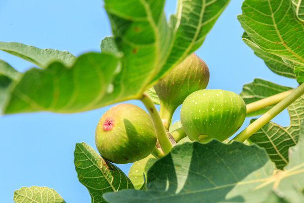 无花果树上的新鲜无花果成熟了图片下载