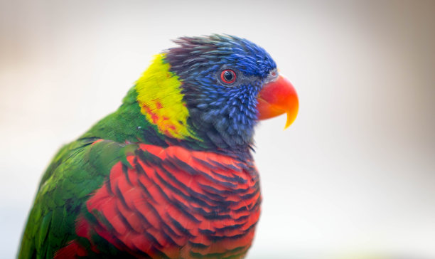 吸蜜鹦鹉图片下载